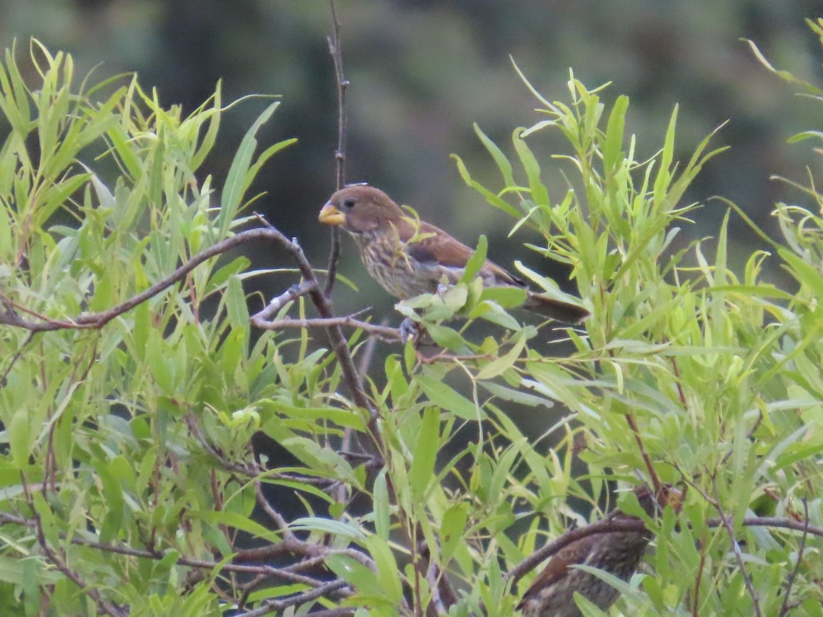 tykknebbvever - ML652471497