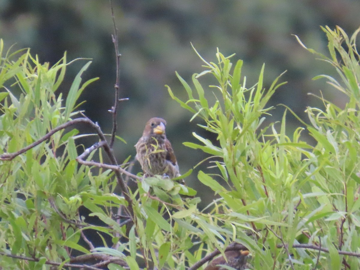 tykknebbvever - ML652471498