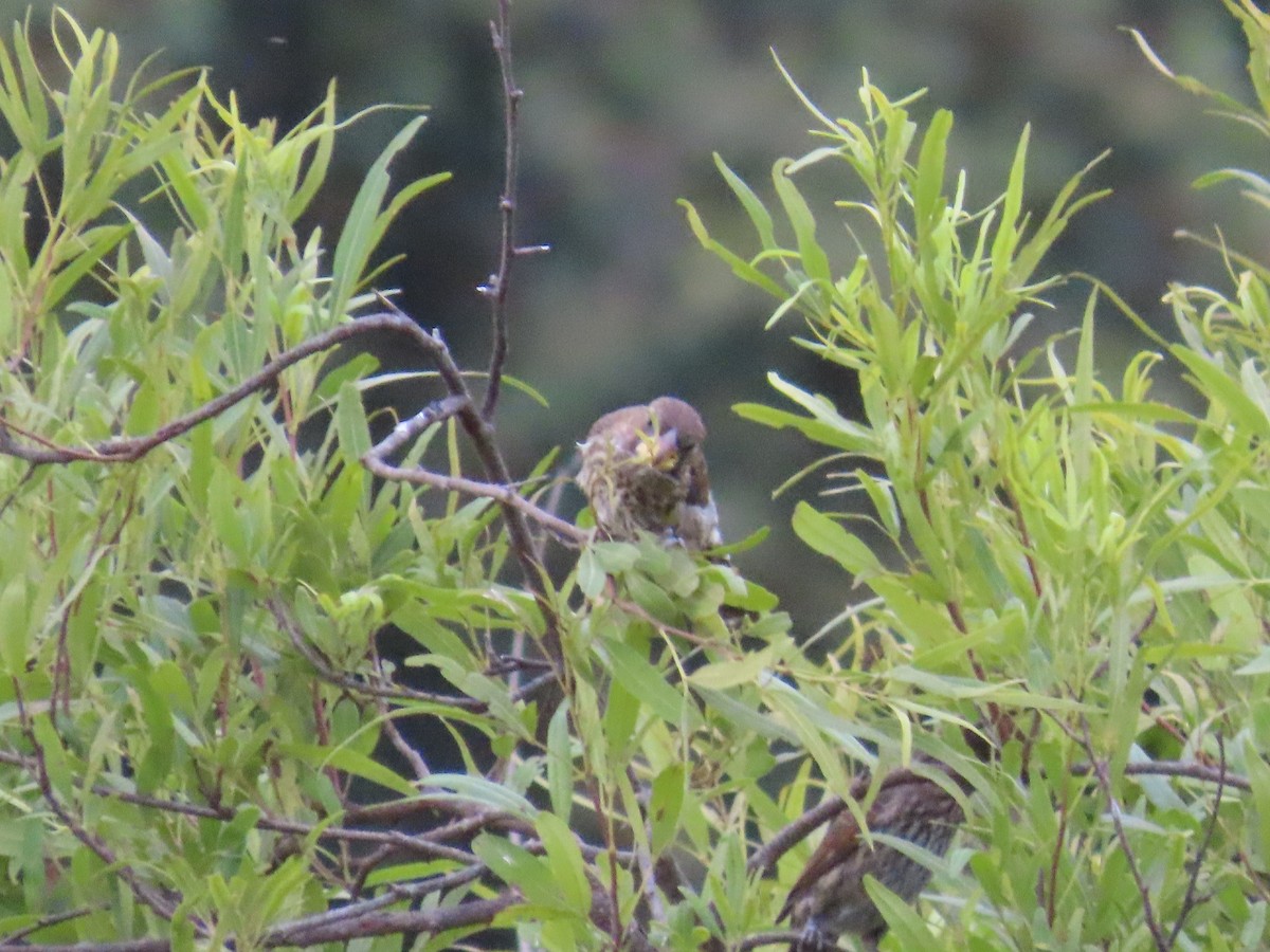 tykknebbvever - ML652471499