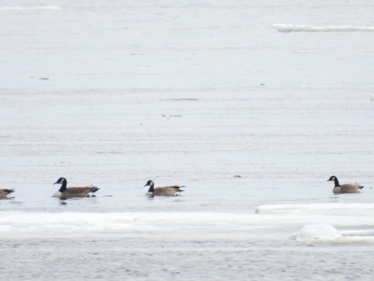 Canada Goose - ML652471573