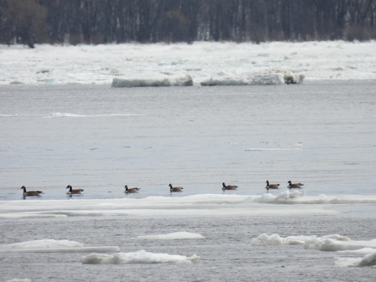 Canada Goose - ML652471574