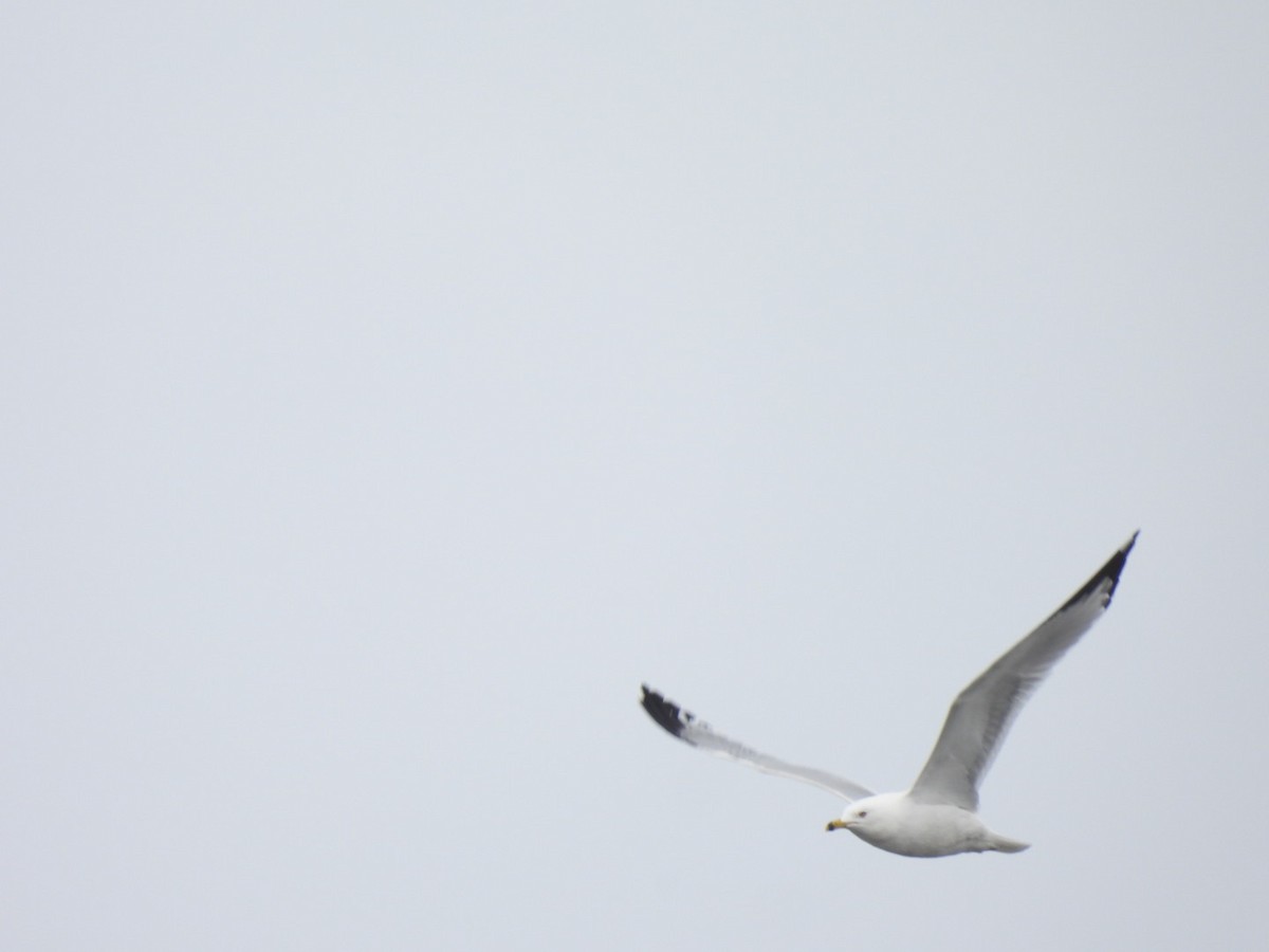 Ring-billed Gull - ML652471602