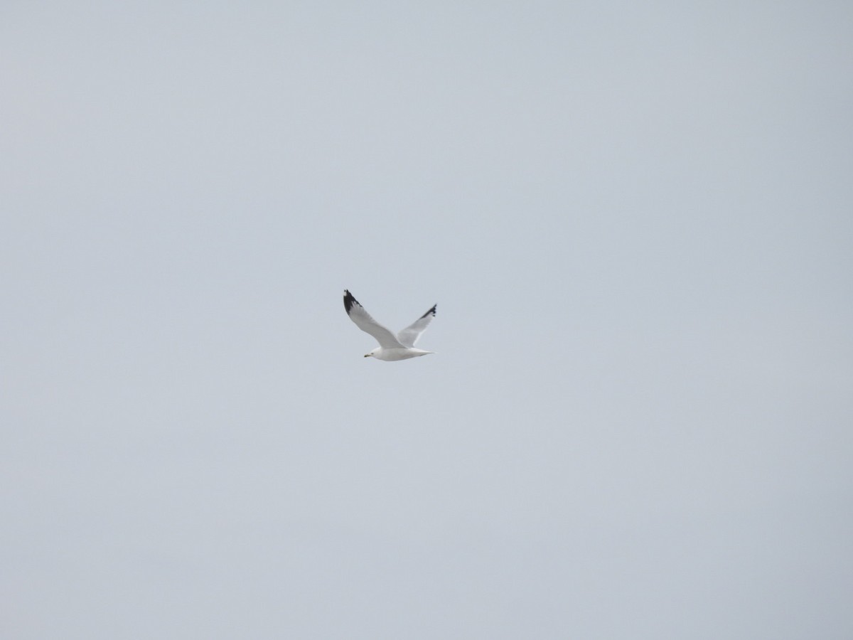 Ring-billed Gull - ML652471603