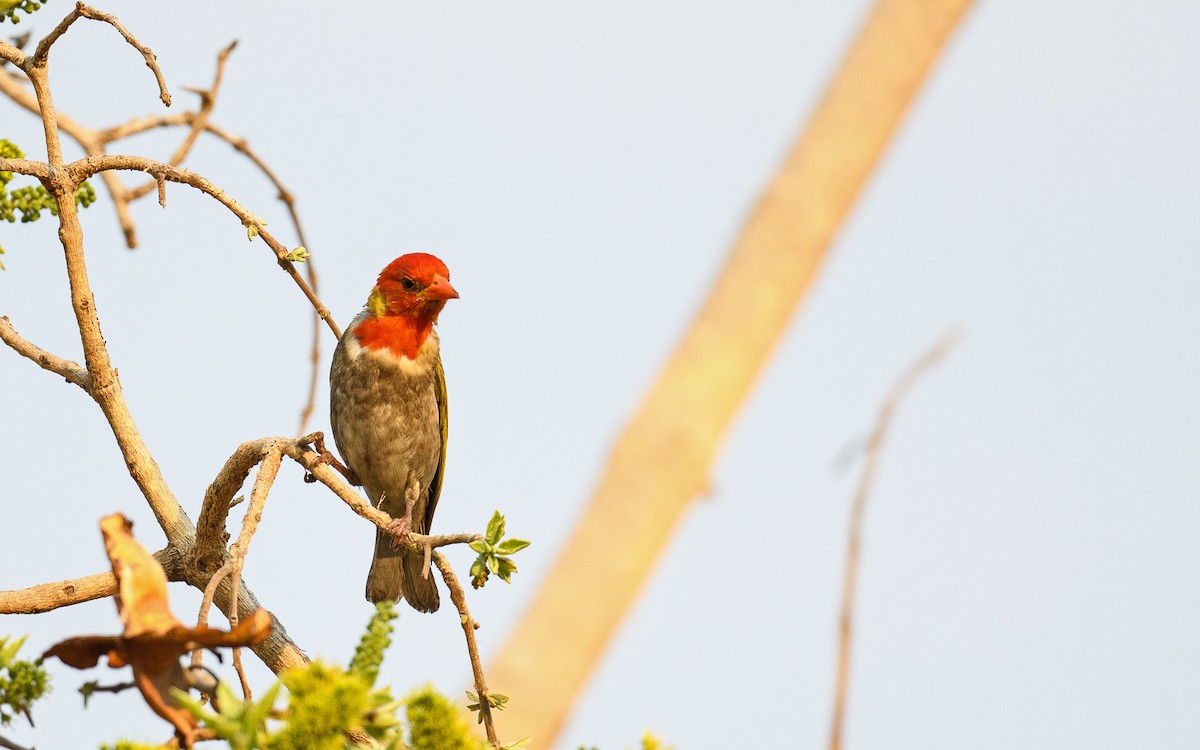 Red-headed Weaver (Southern) - ML652471732