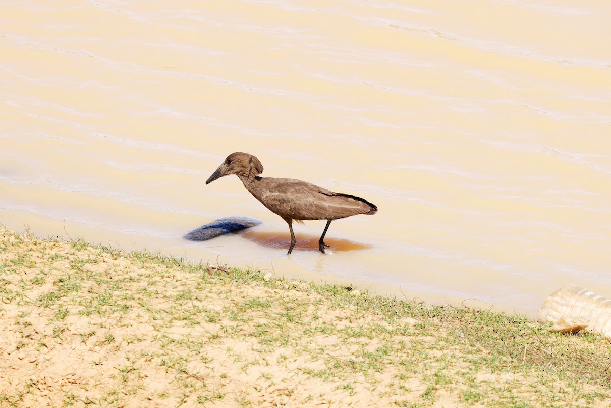 Mailuburua - ML652471796