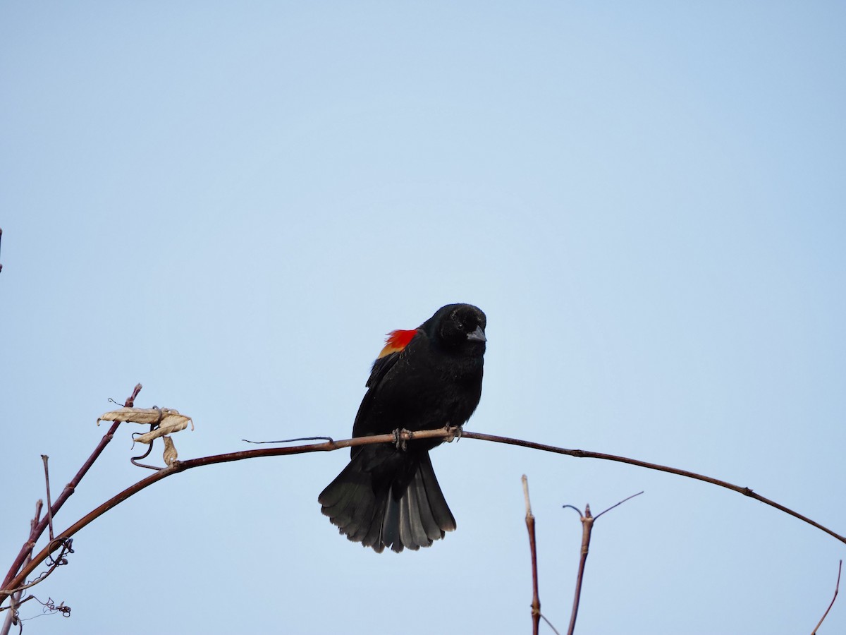Red-winged Blackbird - ML652472167