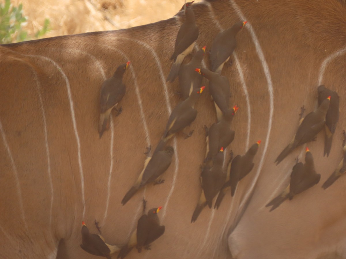 gulnebboksehakker - ML652472197