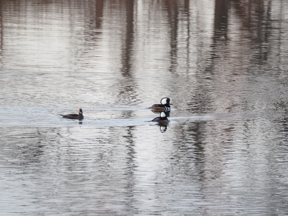 Hooded Merganser - ML652472198
