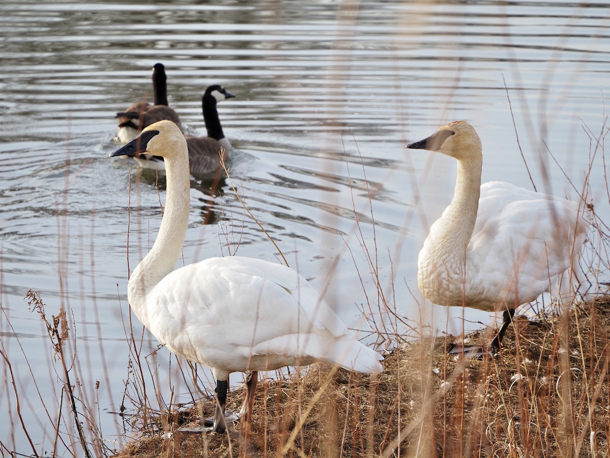 Trumpeter Swan - ML652472225