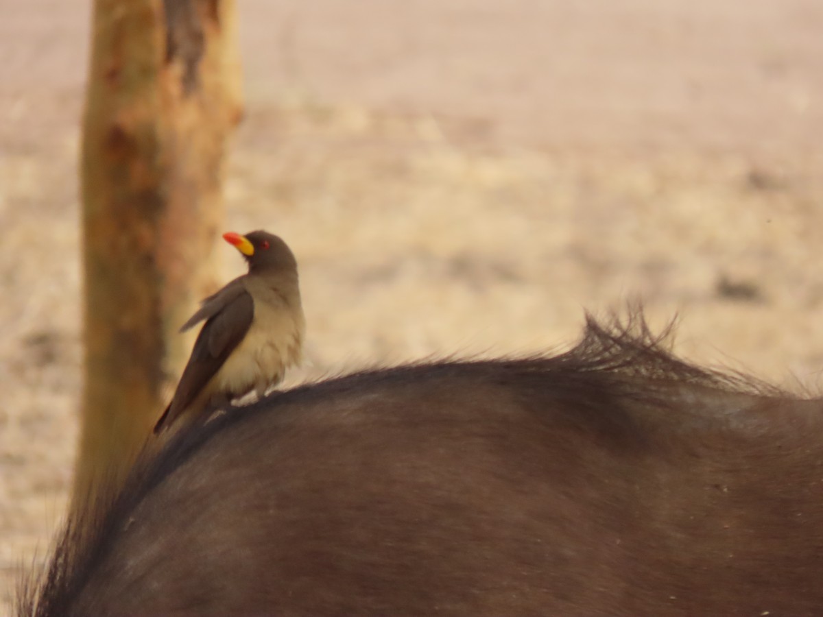 Yellow-billed Oxpecker - ML652472229