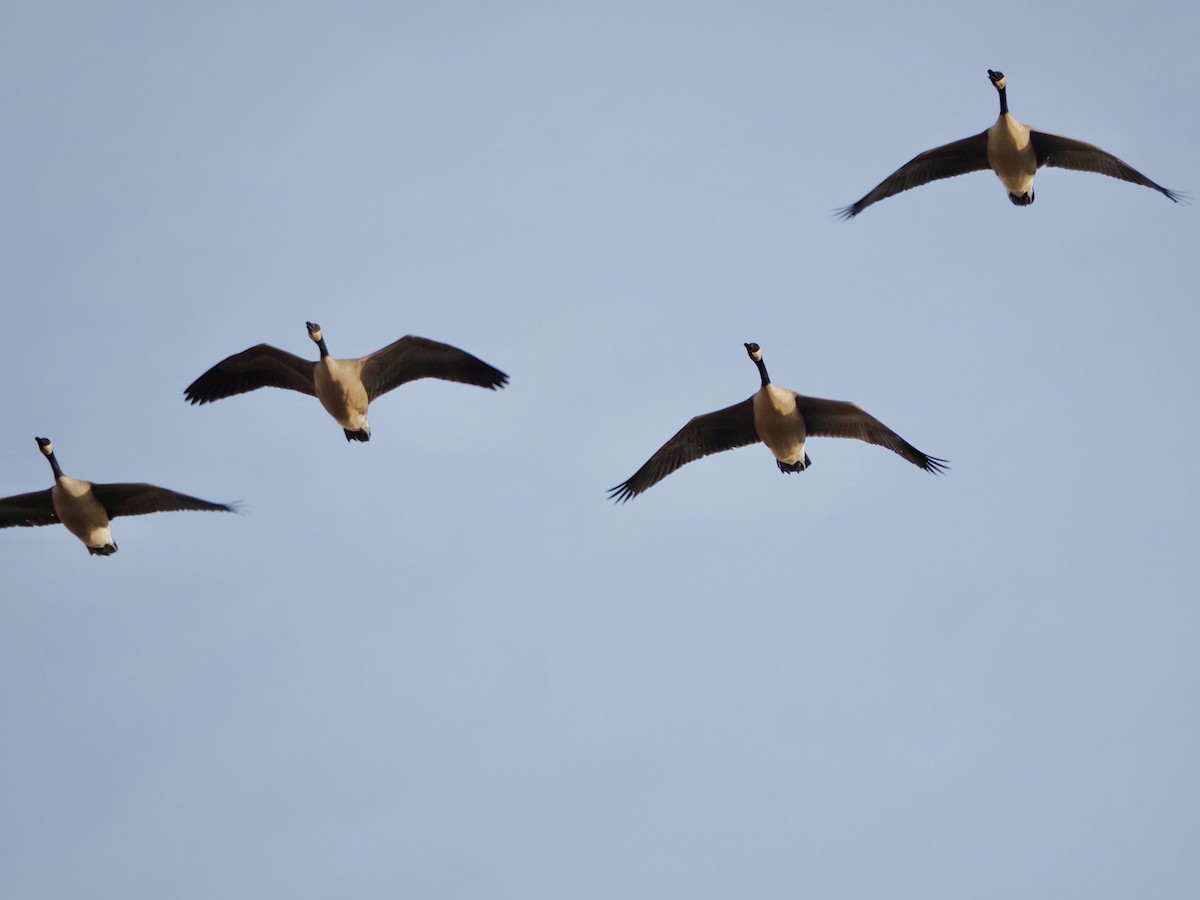 Canada Goose - ML652472263