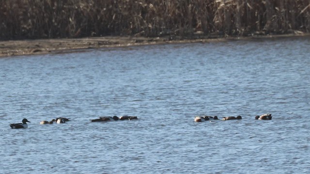 lžičák pestrý - ML652472288