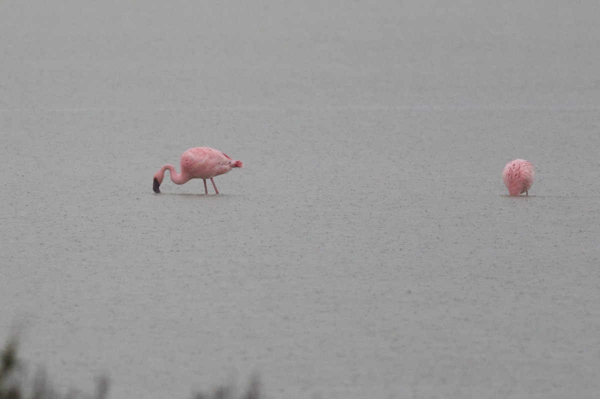 Lesser Flamingo - ML652472412