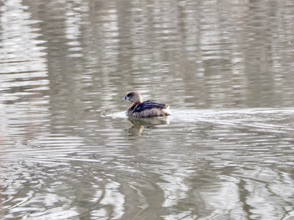Pied-billed Grebe - ML652472452