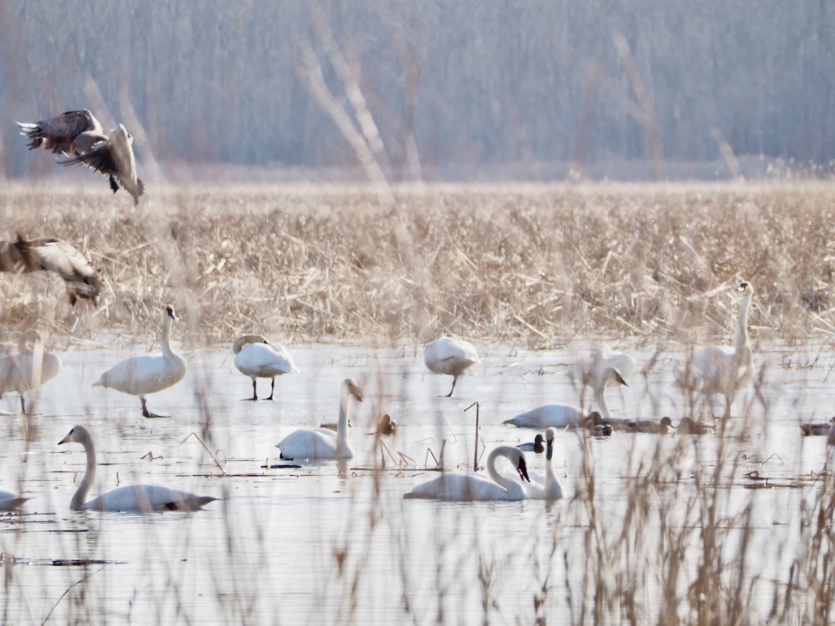 小斑背潛鴨 - ML652472533