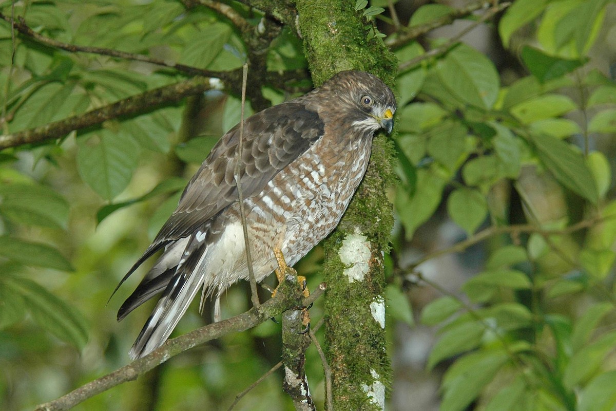 Busardo Aliancho - ML652472567