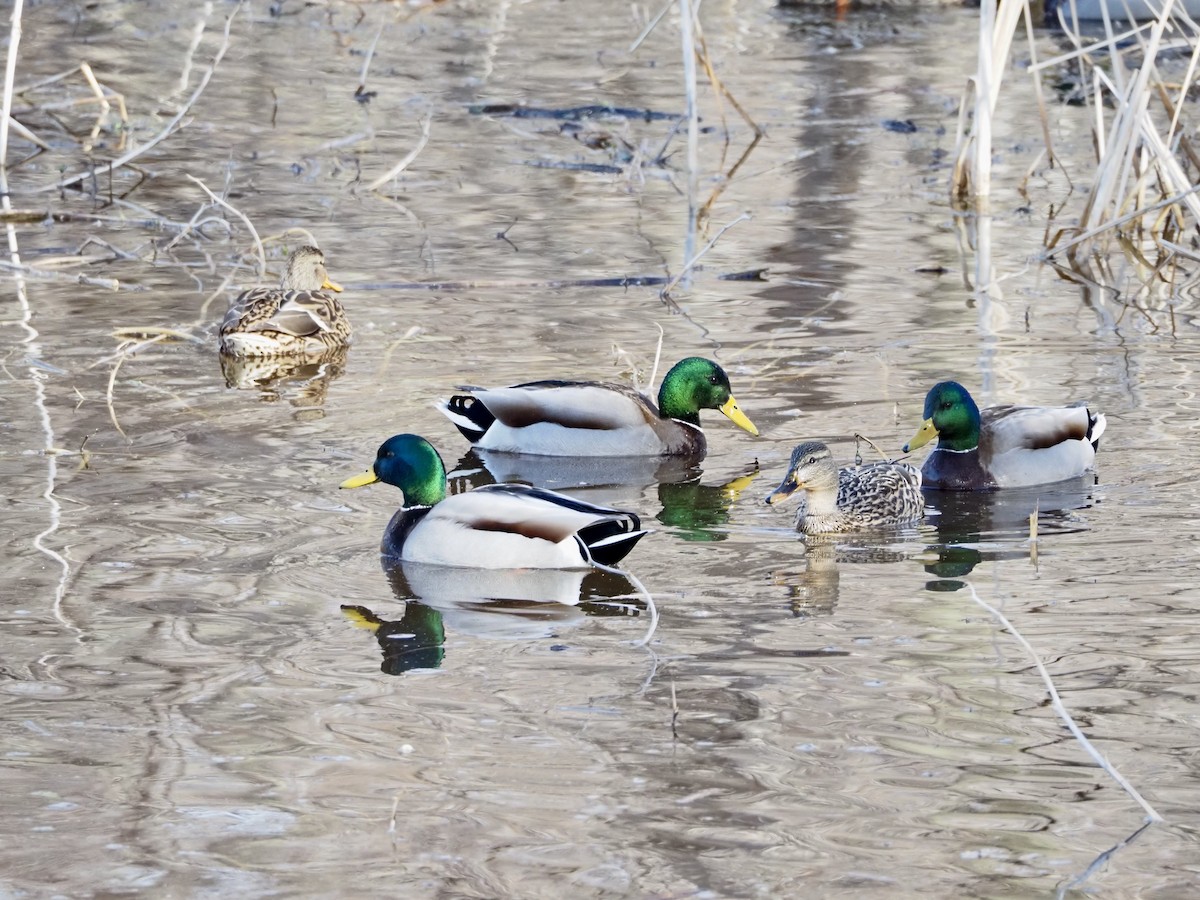 綠頭鴨 - ML652472596