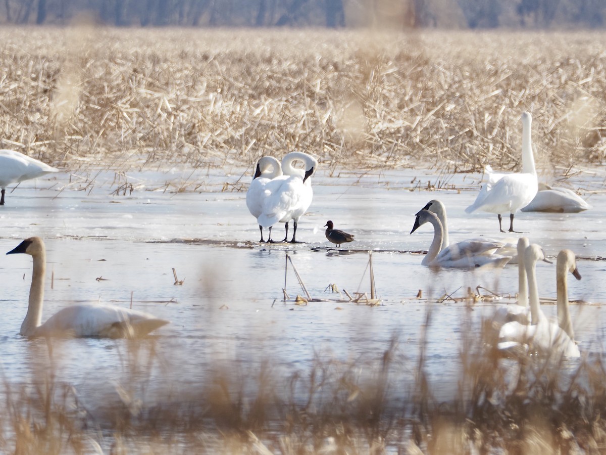 小水鴨 - ML652472640