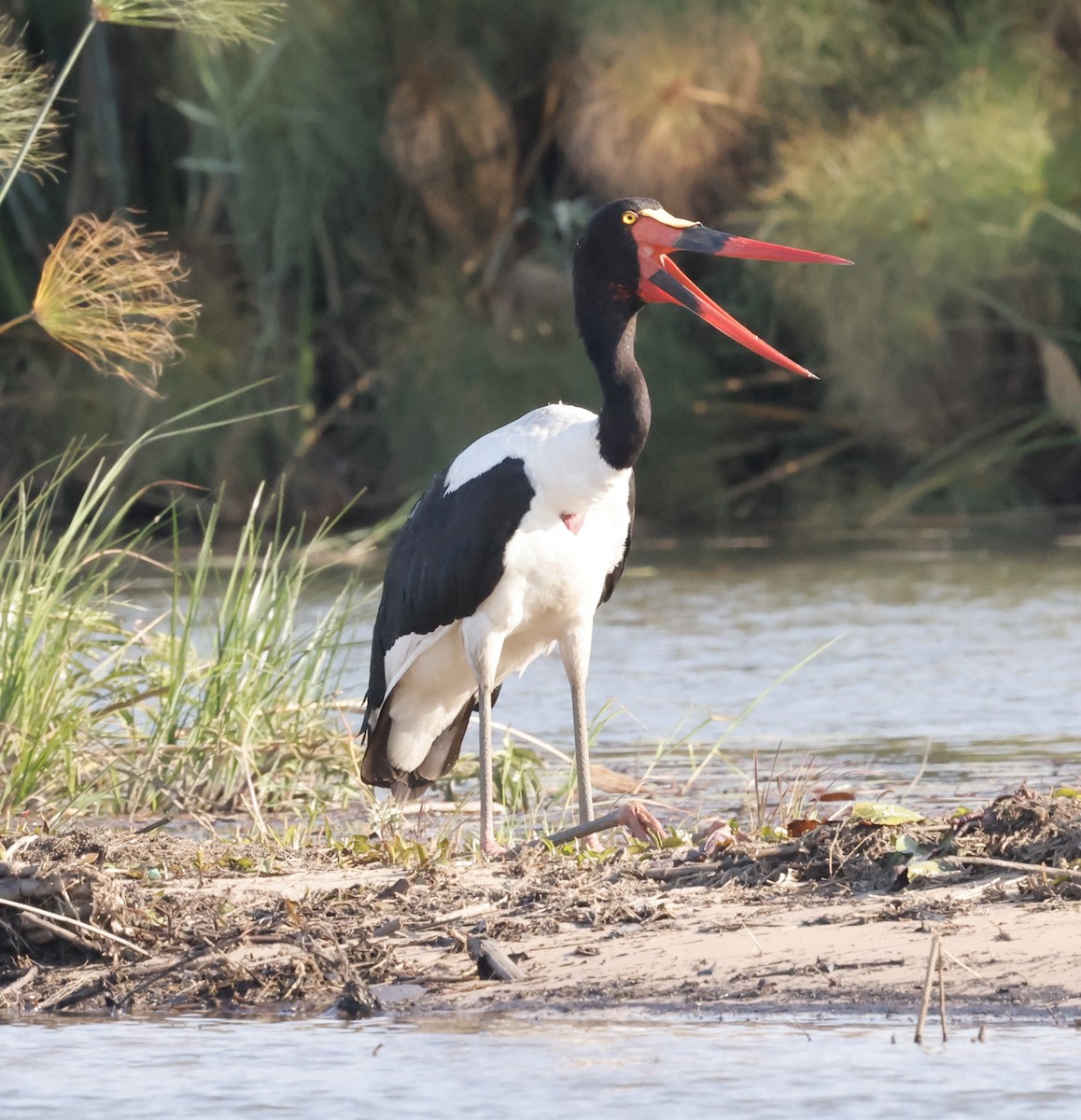 クラハシコウ - ML652472672