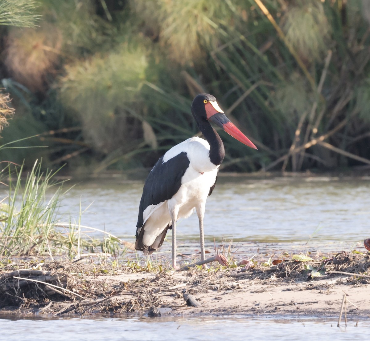 クラハシコウ - ML652472673