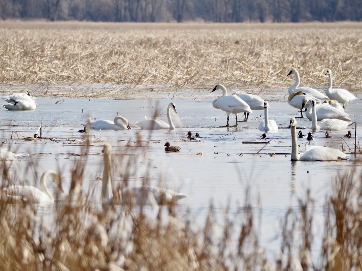 Redhead - ML652472700