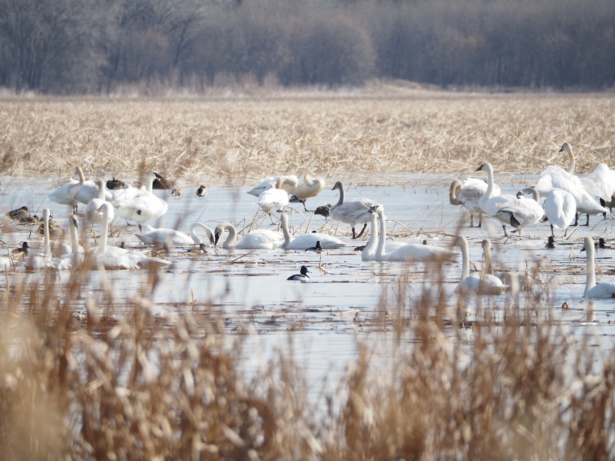 環頸潛鴨 - ML652472732