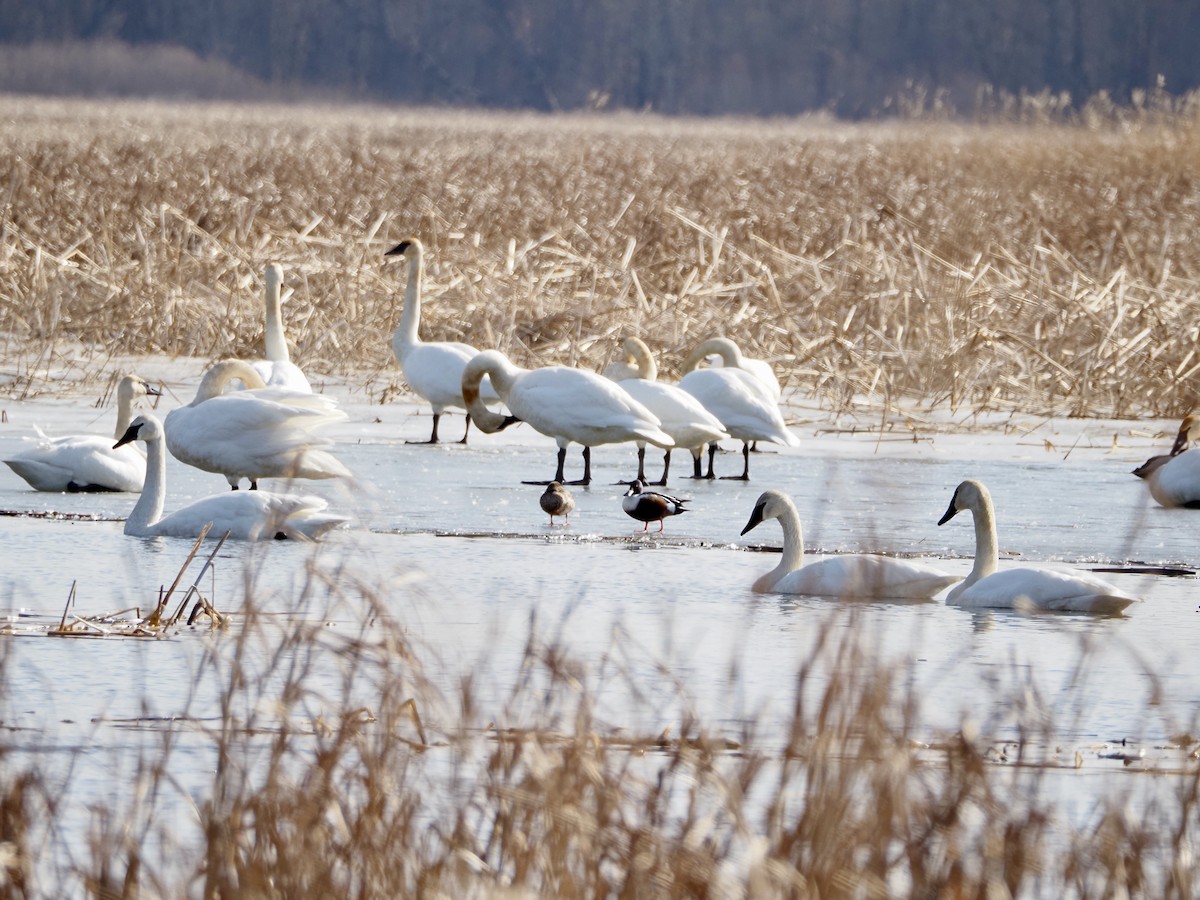琵嘴鴨 - ML652472892