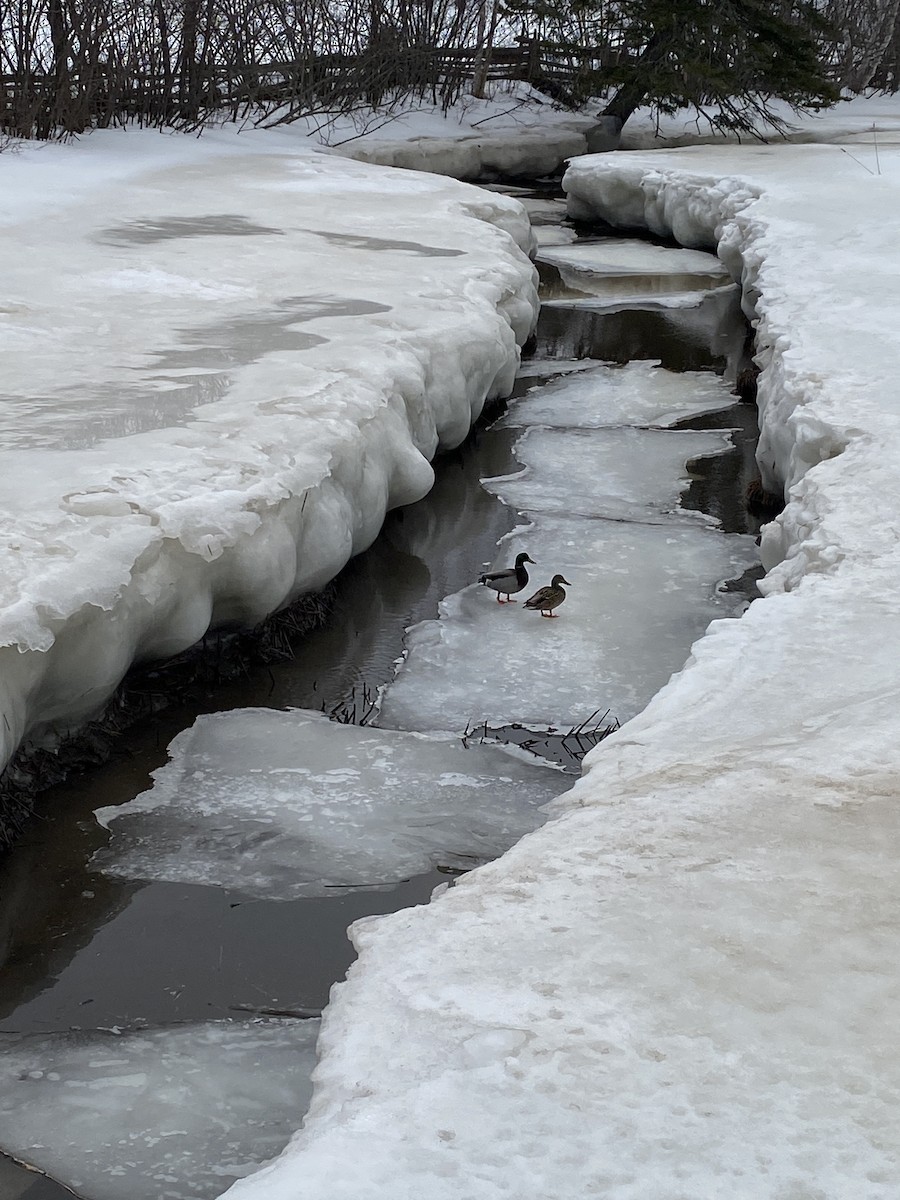 マガモ - ML652472899