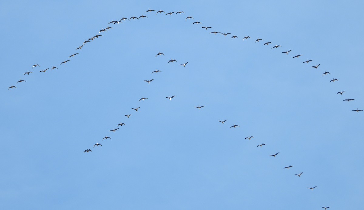 eBird Checklist - 9 Mar 2026 - I & M Canal--Cemetery Rd. Trailhead - 41 ...
