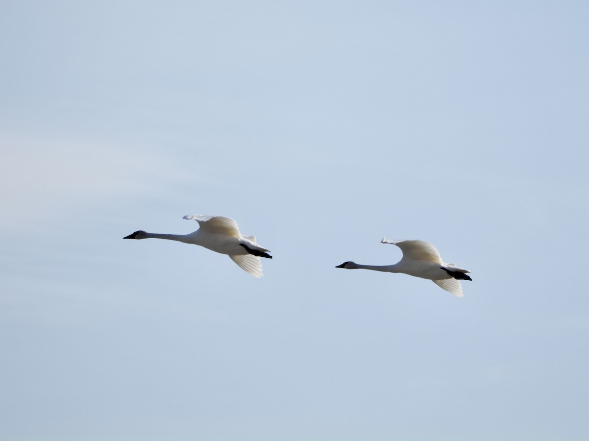 Trumpeter Swan - ML652473009