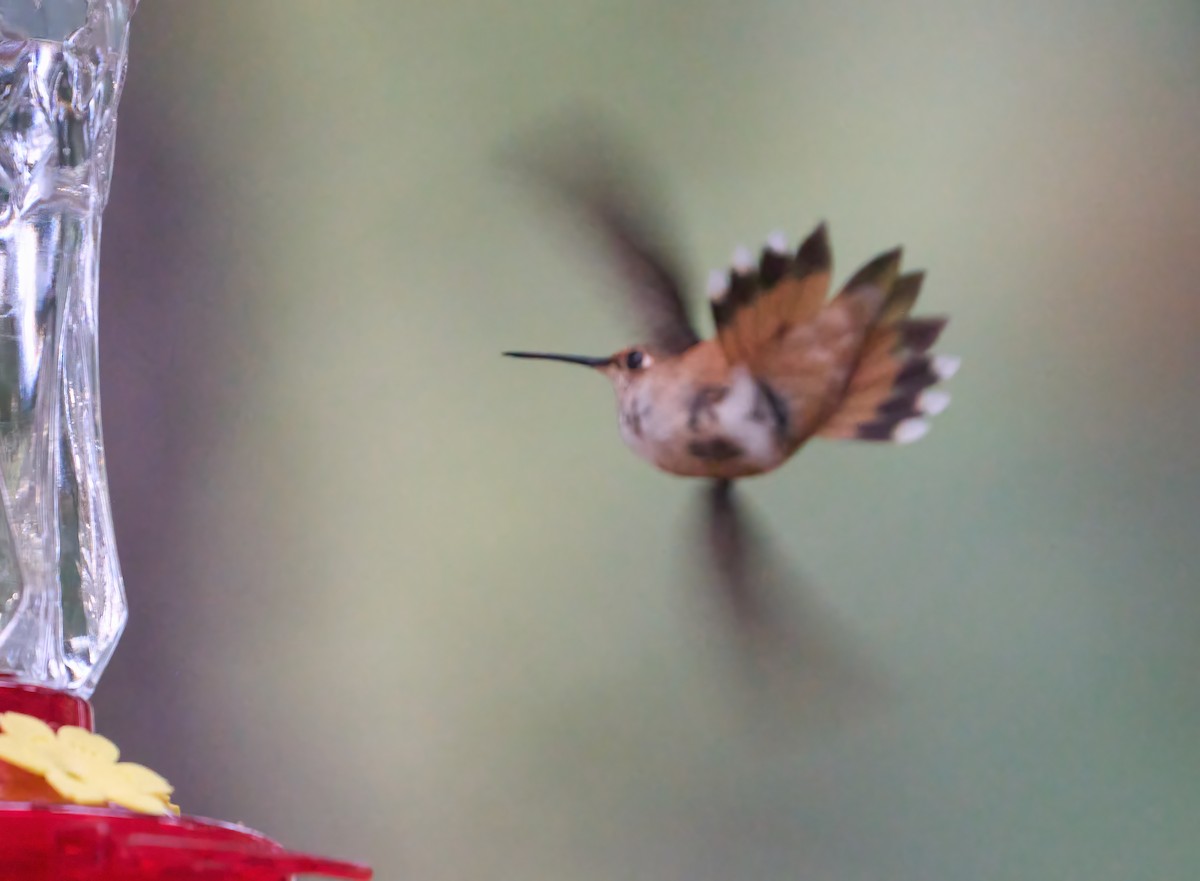 Rufous Hummingbird - ML652473011