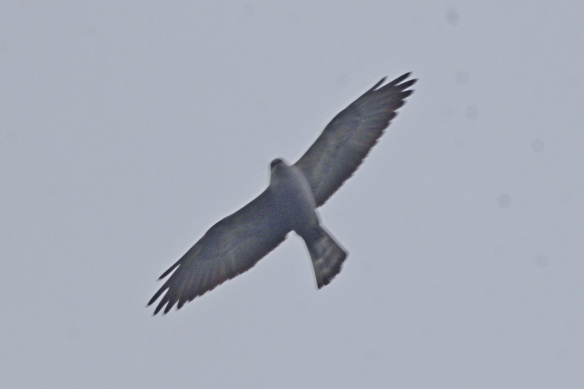 Milan du Mississippi - ML652473512