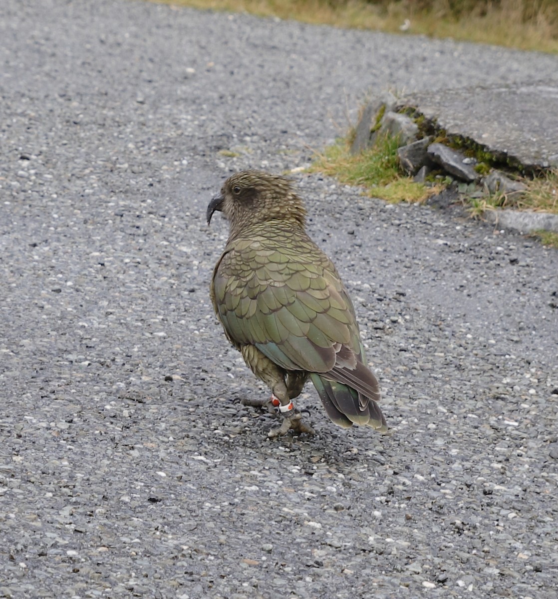 Kea - ML652473518