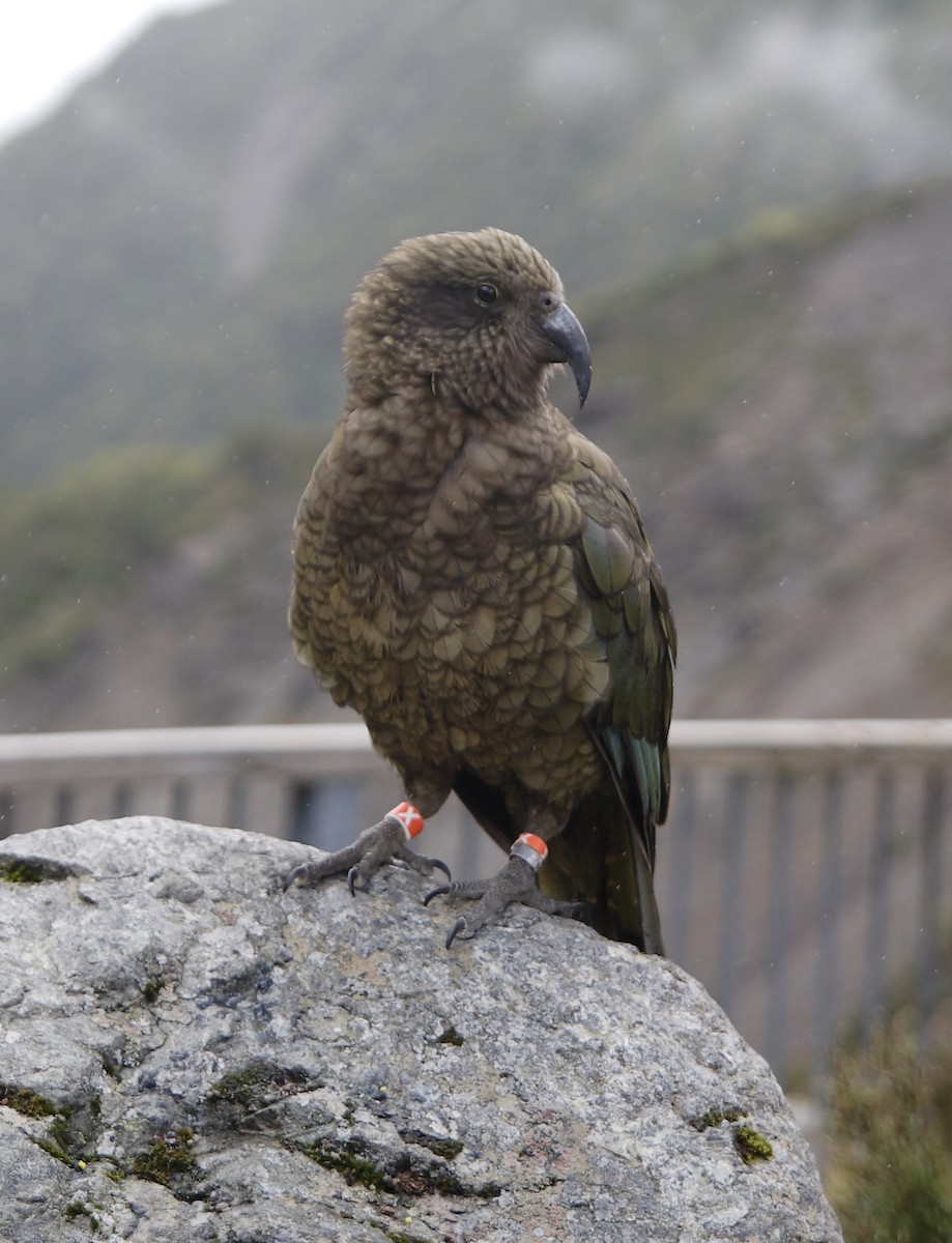 Kea - ML652473519