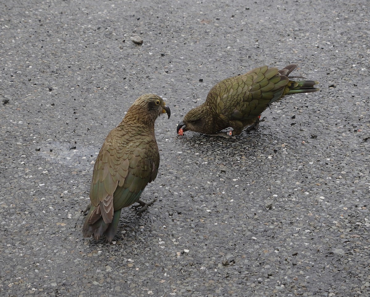 Kea - ML652473520