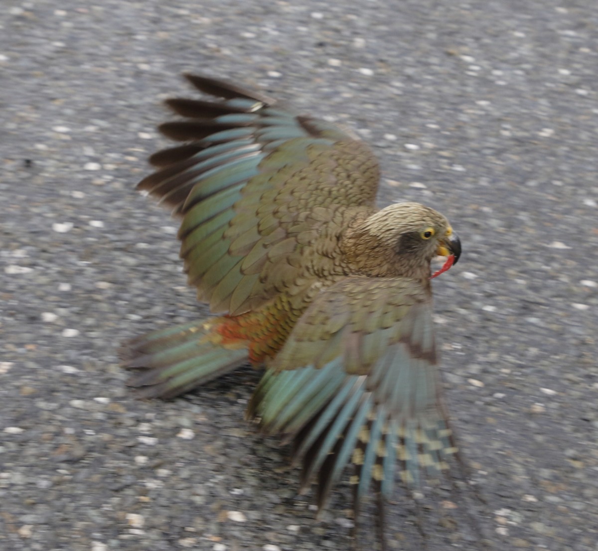 Kea - ML652473521