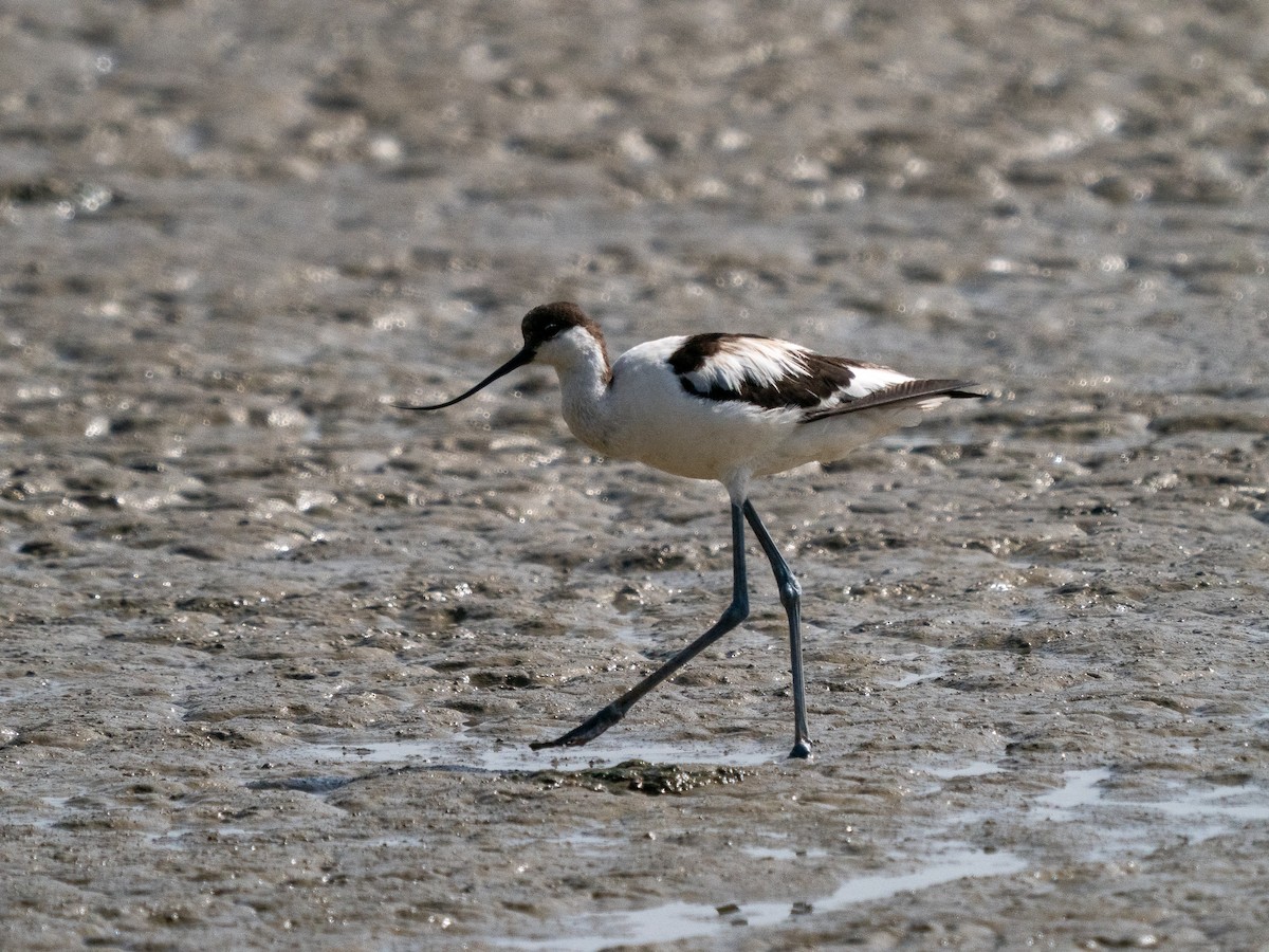 Abozeta kaskabeltza - ML652473877