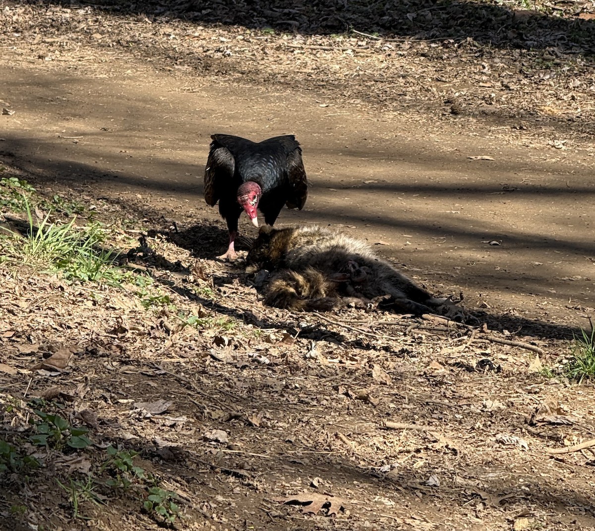 eBird Checklist - 9 Mar 2026 - Robious Landing Park - 15 species