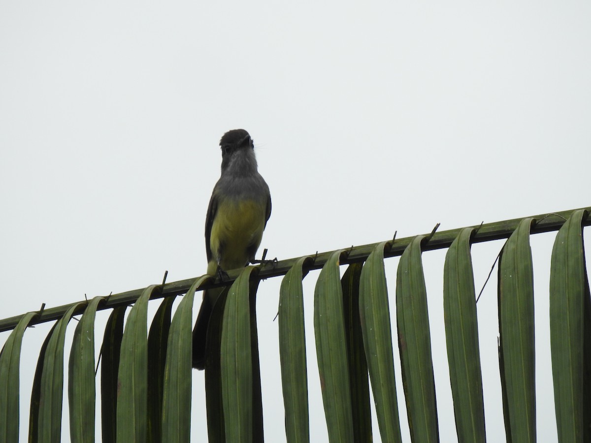 Short-crested Flycatcher - ML652474712