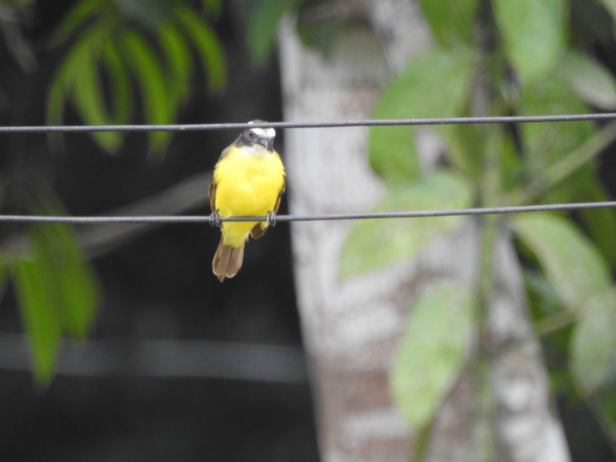 Rusty-margined Flycatcher - ML652474762