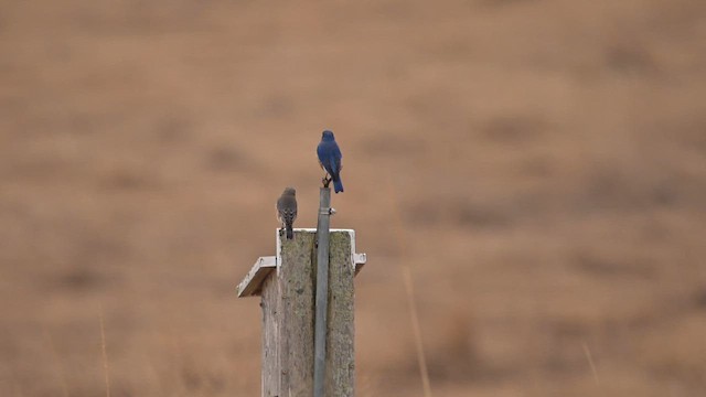 Eastern Bluebird - ML652474779
