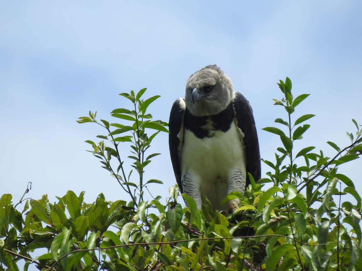 Harpy Eagle - ML652474861