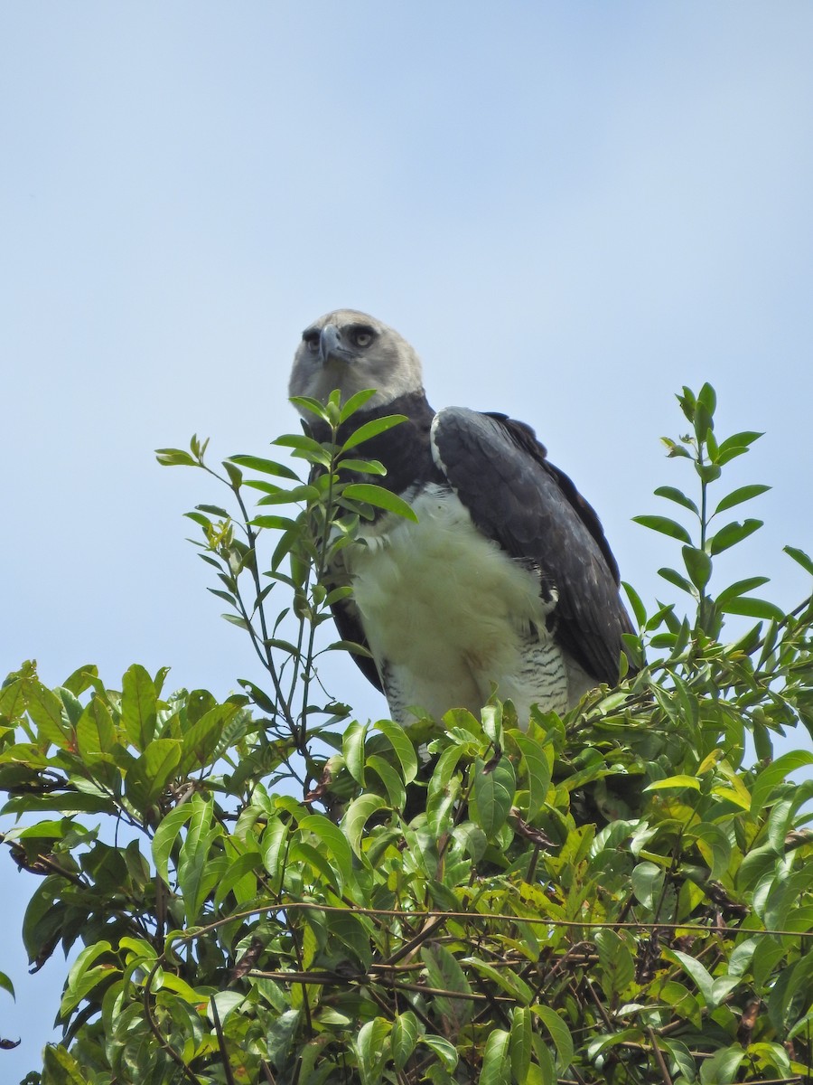 Harpy Eagle - ML652474862