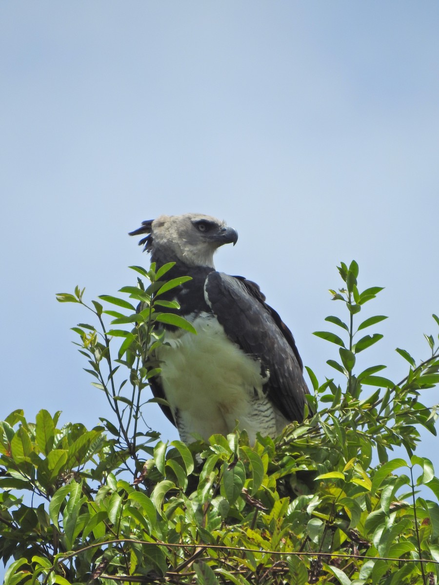 Harpy Eagle - ML652474863