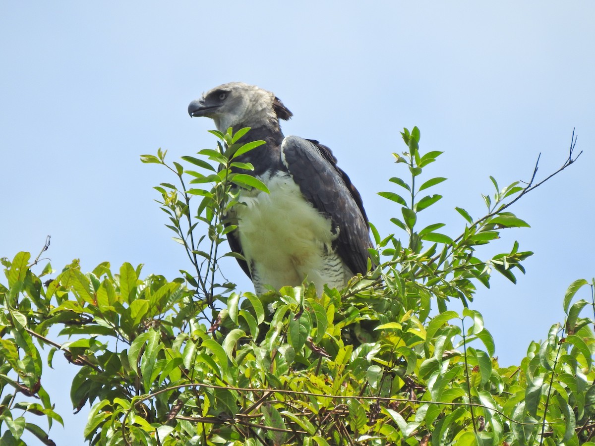 Harpy Eagle - ML652474864