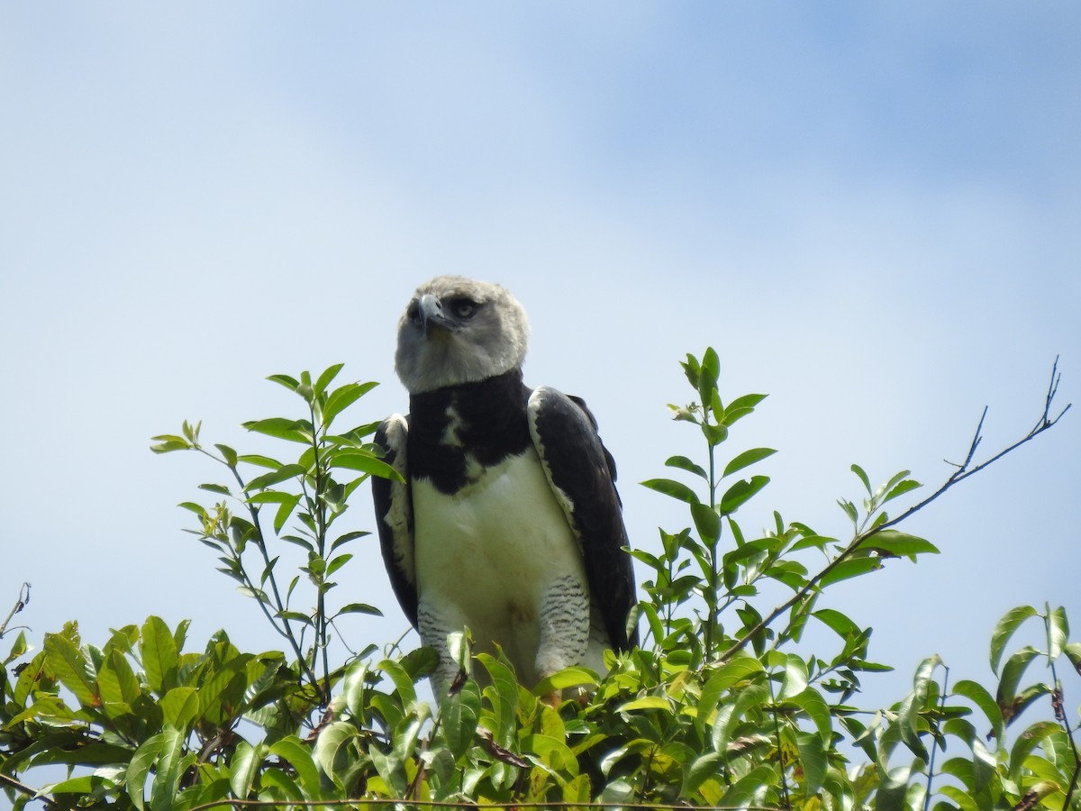 Harpy Eagle - ML652474866