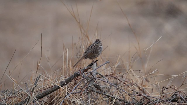 Song Sparrow - ML652474938