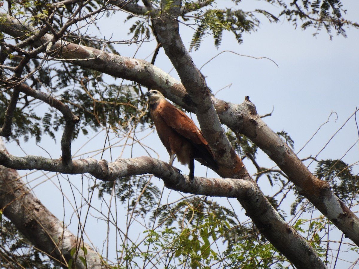 Black-collared Hawk - ML652474945
