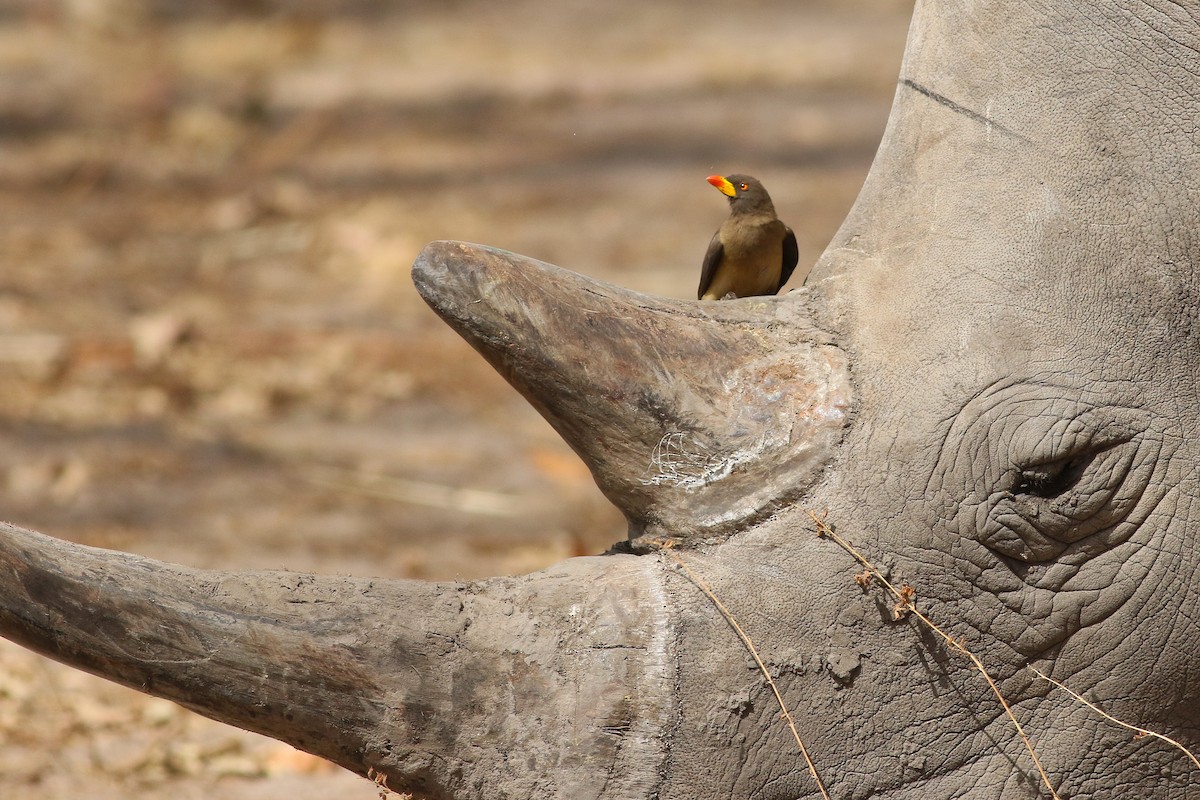Yellow-billed Oxpecker - ML652475608
