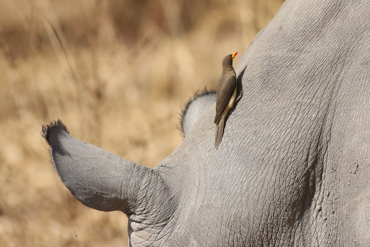Yellow-billed Oxpecker - ML652475609